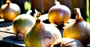 Kiedy wyrwać cebulę? Optymalny termin i kluczowe sygnały zbioru