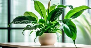 Skrzydłokwiat liście żółkną? Poznaj przyczyny i uratuj roślinę!