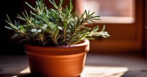 Jak wygląda rozmaryn? Poznaj tę śródziemnomorską roślinę w doniczce!
