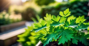 Dlaczego lubczyk nie chce rosnąć? Porady ogrodnika na udaną uprawę!