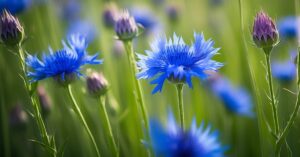 Jak wygląda chaber? Roślina lecznicza i jej uprawa.