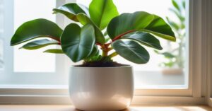 Kwiat Clusia: Uprawa i Pielęgnacja dla Pięknych Liści