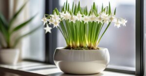 Śniadek kwiat doniczkowy: Poradnik pielęgnacji i sekretów uprawy