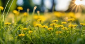 Starane trawniki: Skuteczne usuwanie starca i piękny trawnik!