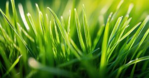 Chwastnica: Rozpoznawanie, zwalczanie i skuteczne rozwiązania.