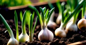 Czy można sadzić cebulę obok czosnku? Sekrety udanej uprawy!