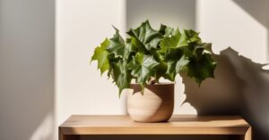 Czy bluszcz jest trujący? Toksyczność bluszczu pospolitego dla ludzi i zwierząt.