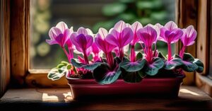 Fiołek alpejski w doniczce: kompletny przewodnik po pielęgnacji